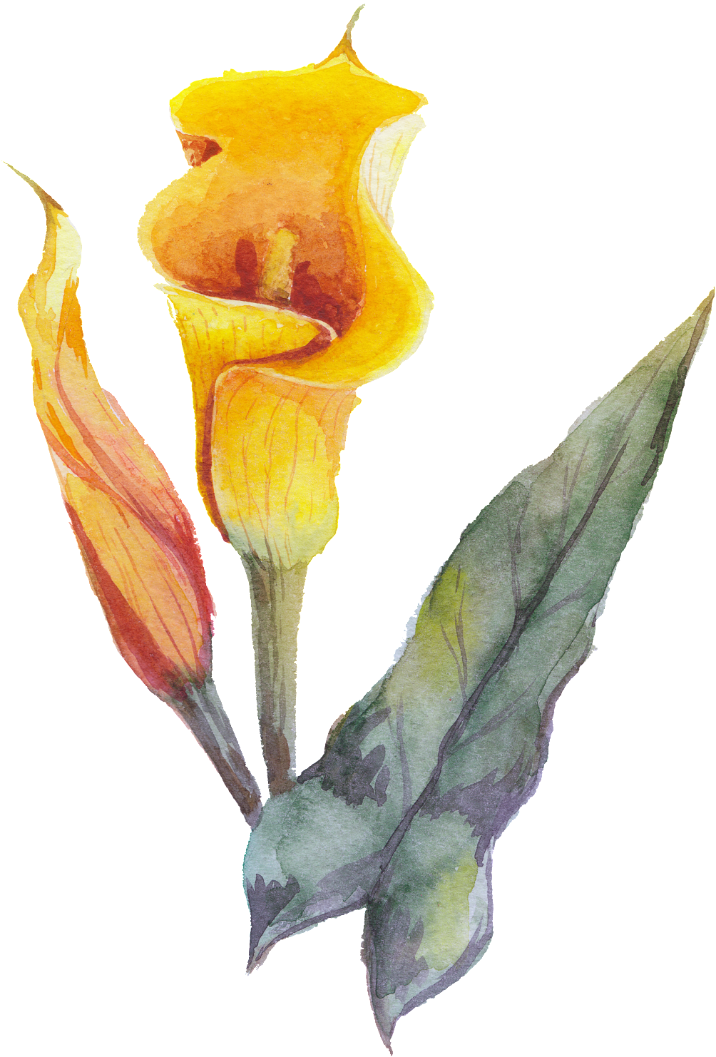 Yellow Flower (1024x1500), Png Download