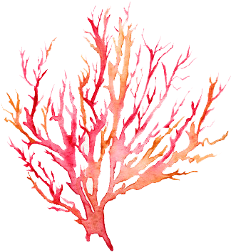 Coral Watercolor Png - Coral Watercolor (351x371), Png Download