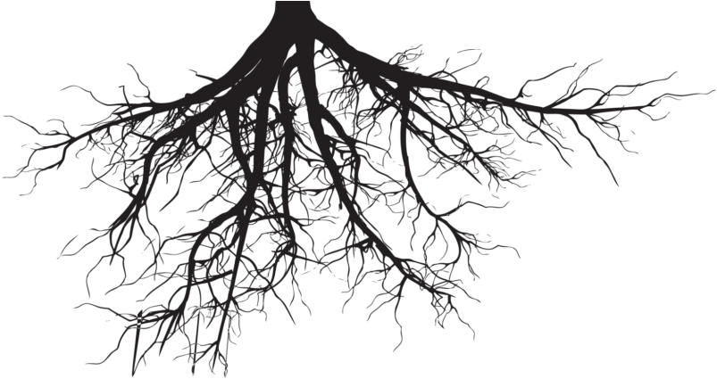 Soil And Roots Png Clipart Black And White Download - Tree Roots Silhouette Png (1024x434), Png Download