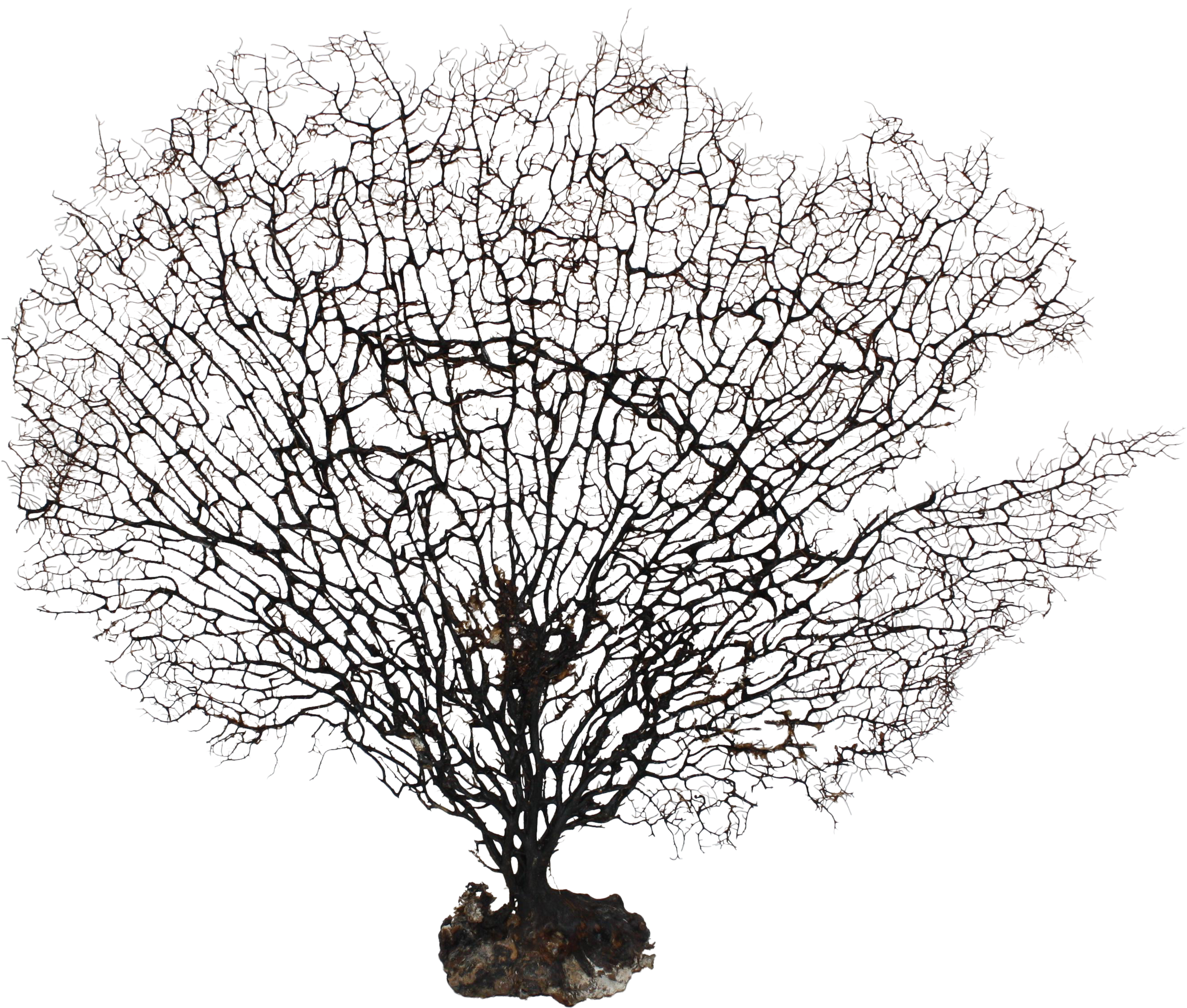 Large Natural Sea Fan Coral - Sea Fan Coral Png (2938x2938), Png Download
