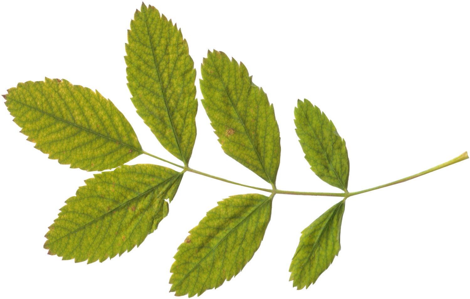 Green Leaf Png - Transparent Leaf Png (1600x1067), Png Download