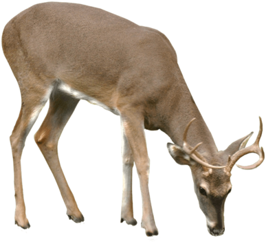 Deer Png Vector - Deer Png (400x362), Png Download