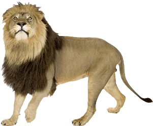 Angry Lion Png Images - Lion (504x270), Png Download