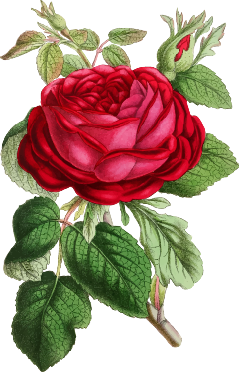 Rose Flower Floral Design Watercolor Painting - Red Roses Illustration Png (482x750), Png Download
