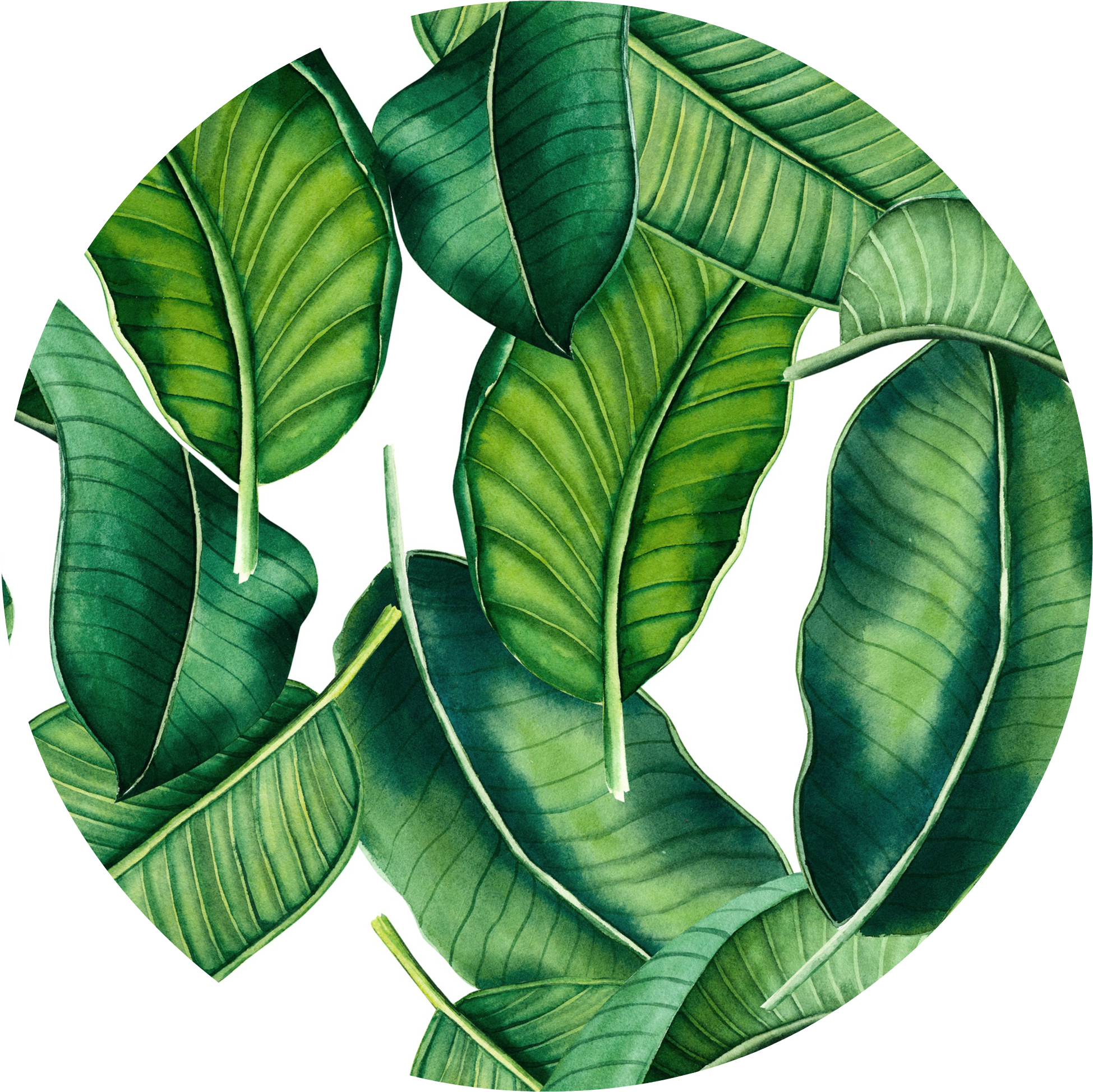 88 Banana Leaf Png - Tropical Banana Leaves Png (2000x2000), Png Download