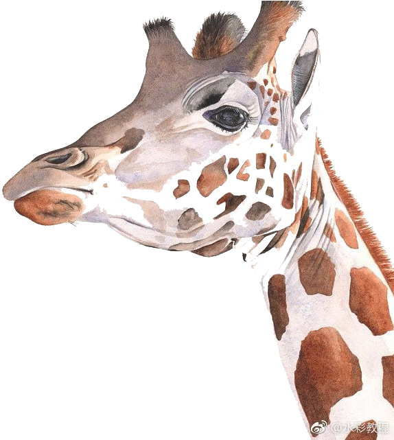 Giraffe Watercolor Painting Art Drawing - Drawing (640x640), Png Download