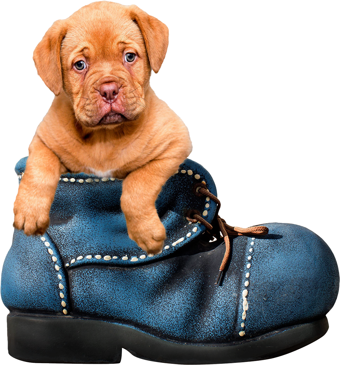 Dog Png (1400x1277), Png Download