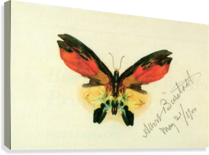 Butterfly 2 By Bierstadt Canvas Print - Iphone 4/4s Case: Butterfly 2 (428x319), Png Download