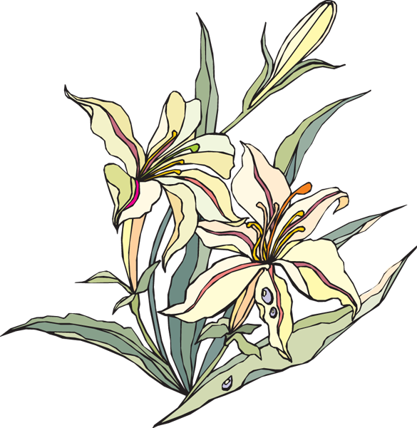 Lily Of The Valley Clipart Watercolor Lily - Clip Art (585x600), Png Download