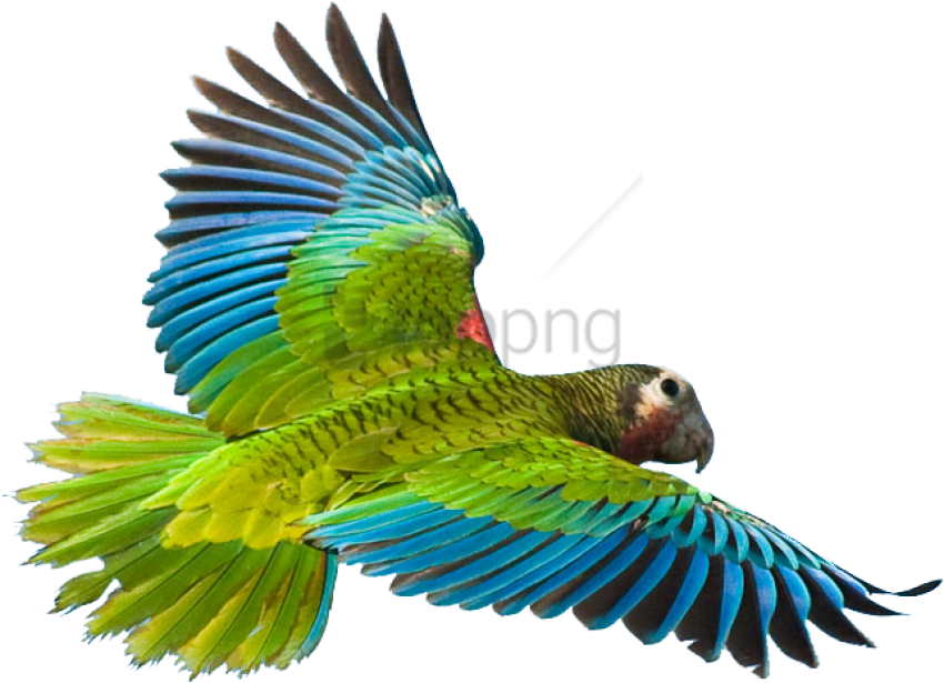 Flying Parrot Png Image - Flying Parrot Png (671x489), Png Download