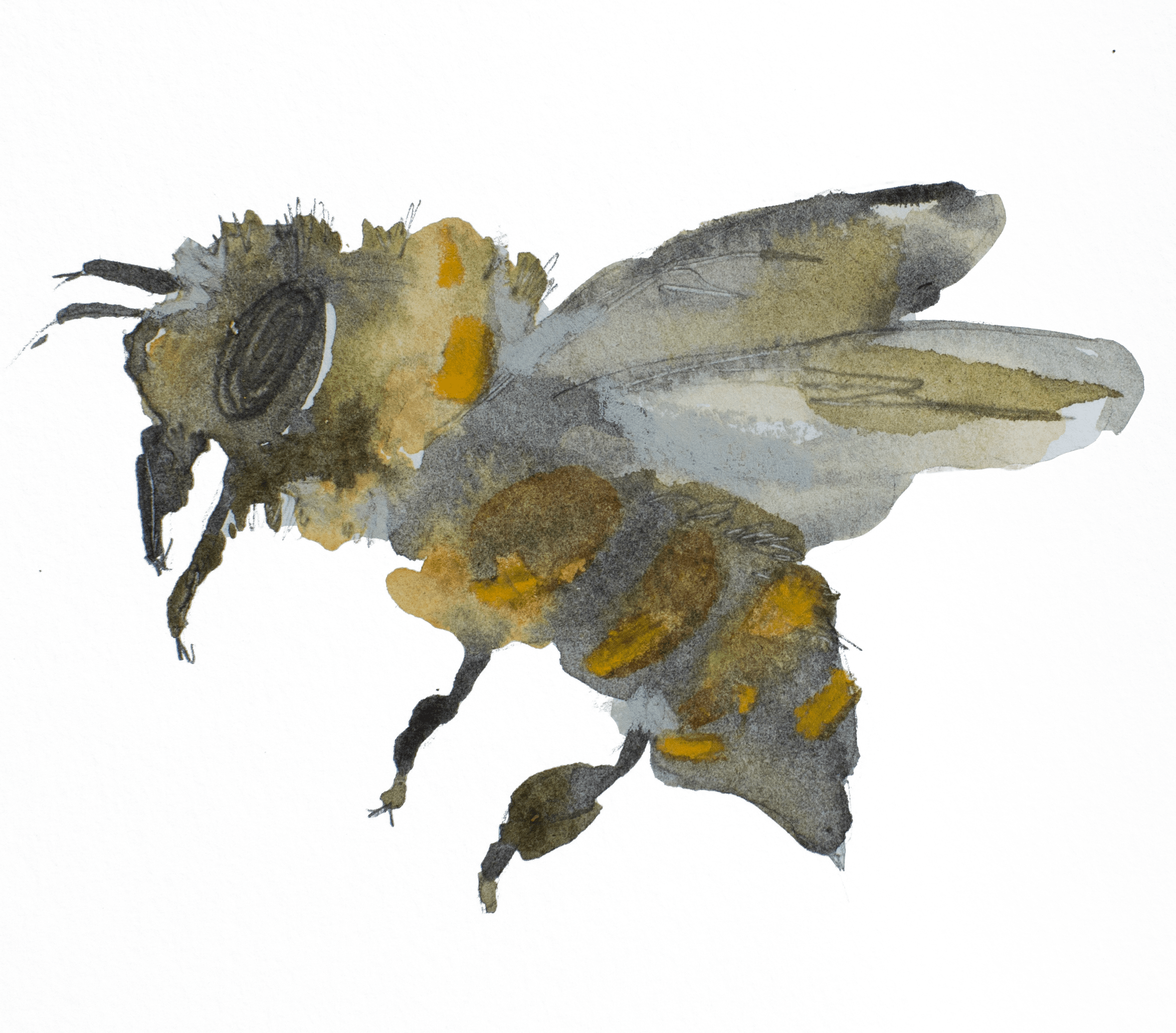 Welcome To A Continuing Conversation - Pipevine Swallowtail (2358x2071), Png Download