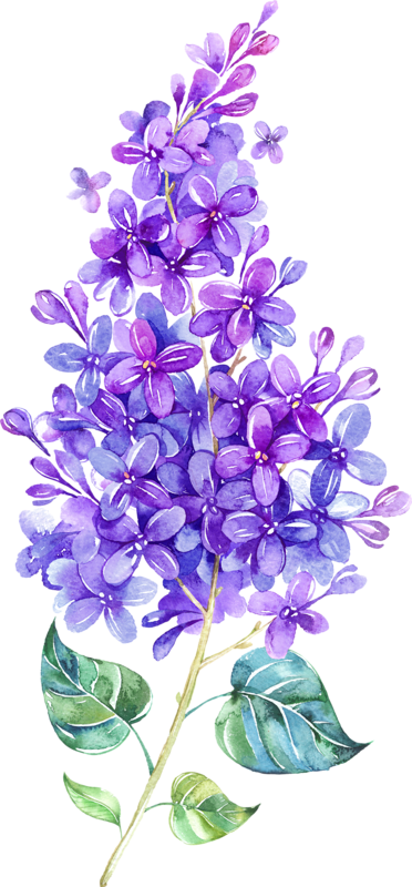 Lilac Watercolor (372x800), Png Download