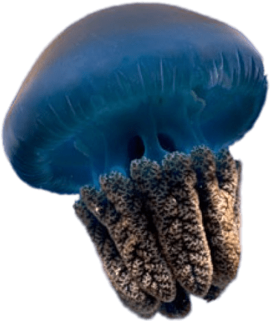 Blue Jellyfish - Jellyfish (758x507), Png Download