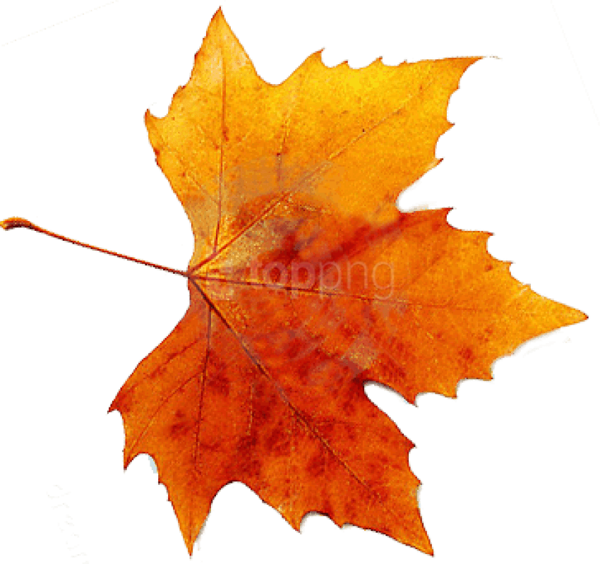Autumn Png Picture - Fall Leaf (364x342), Png Download