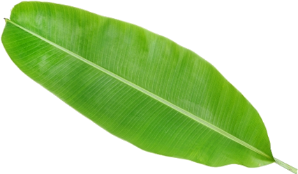 Fruit Frozen By Viet Cuisine Trading - Information On Banana Leaf (500x250), Png Download