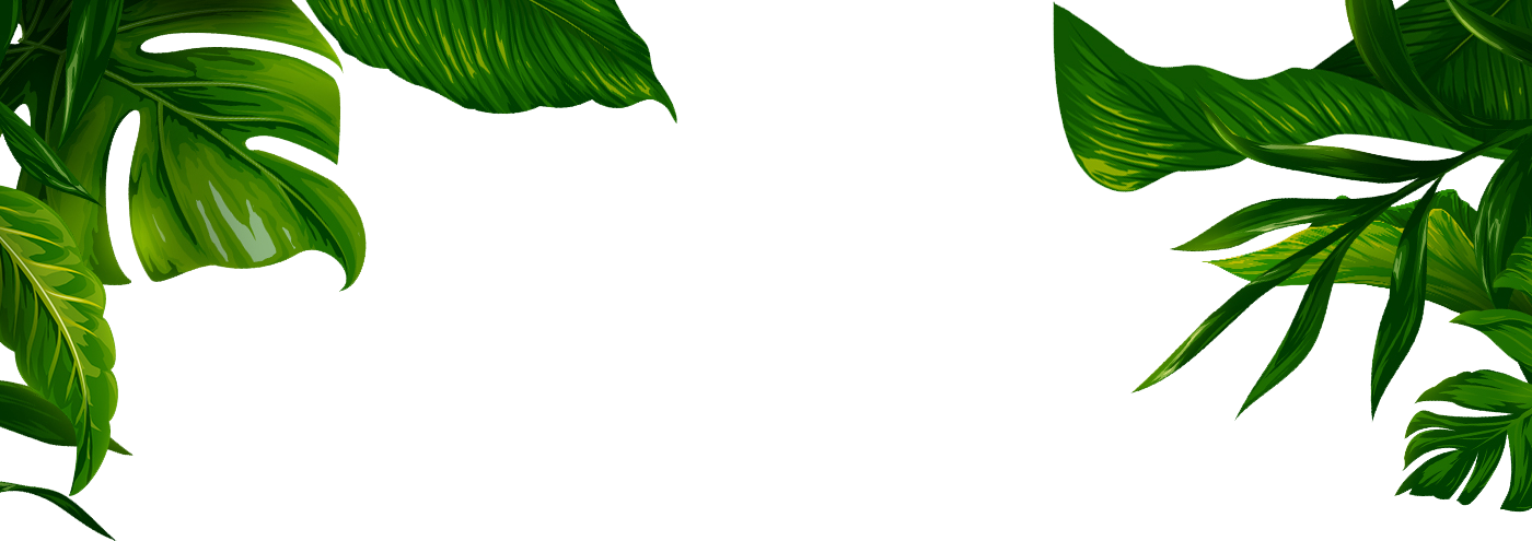 Jungle Transparent Leaves - Banana Leaf Illustration Png (1400x495), Png Download