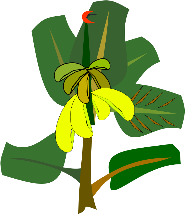 Banana Leaf Drawing Cartoon - Clipart Cartoon Banana Tree (646x750), Png Download