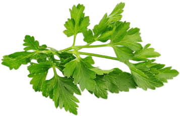 Perifollo - Bunch Of Parsley Png (400x400), Png Download