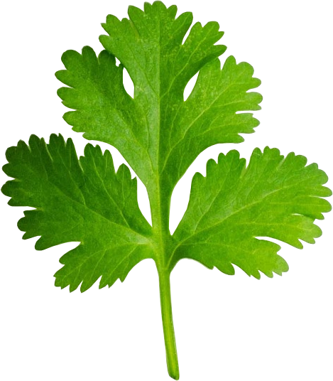 Picture Black And White Download Dementia And The Scent - Coriander Clipart (469x536), Png Download