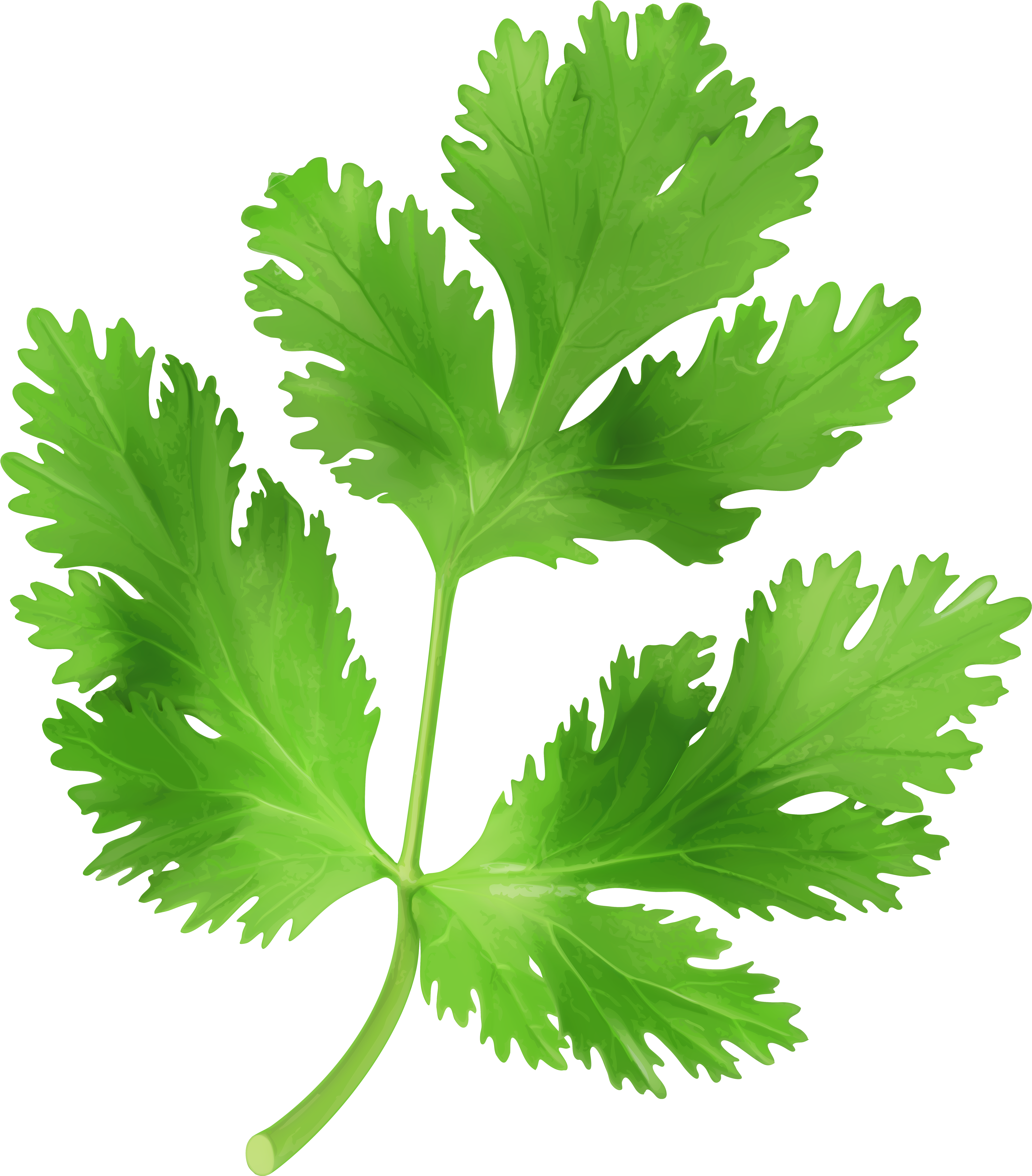 Parsley Clipart (526x600), Png Download
