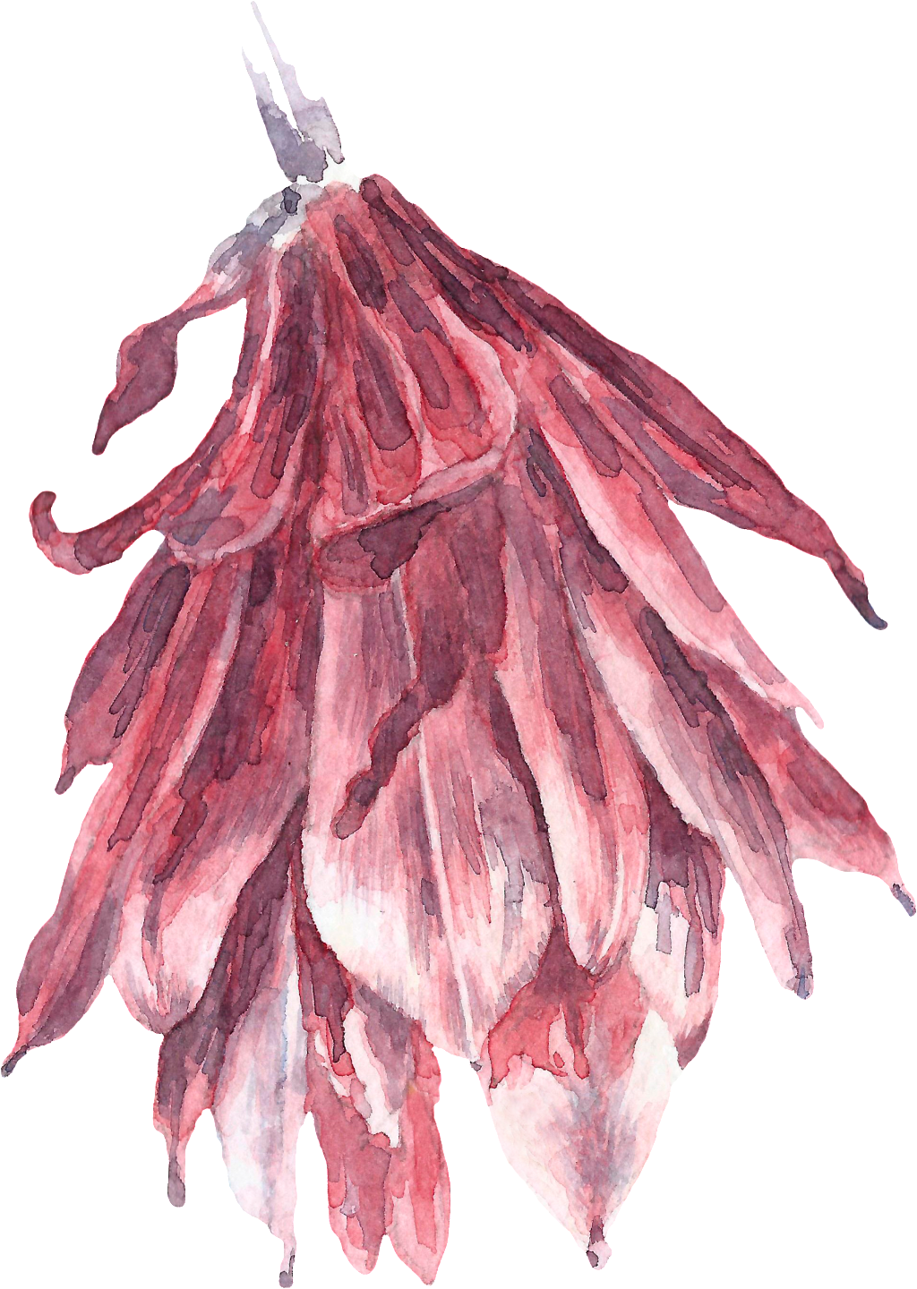 Hand Painted Tea Dried Flowers Png Transparent - Tea (1024x1440), Png Download