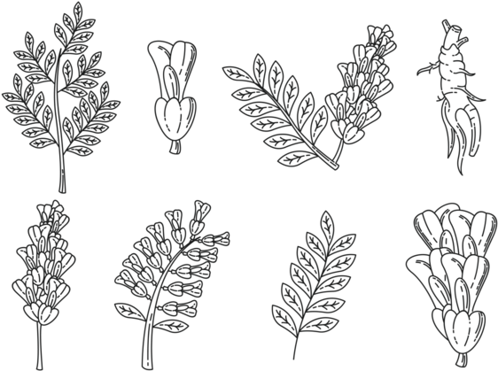 Licorice Icons Vector - Licorice Vector (700x490), Png Download