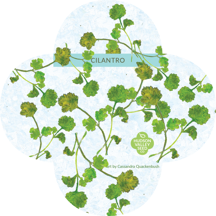 Organic Cilantro Seeds - Coriander (700x699), Png Download