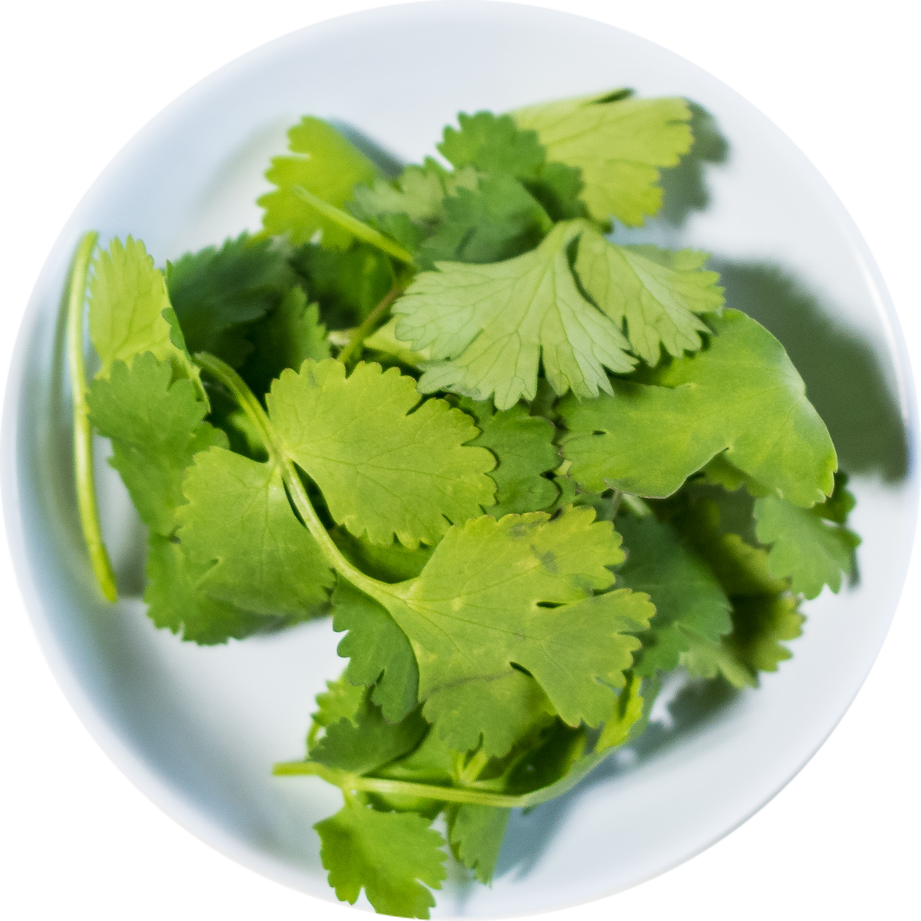 Cilantro - Portable Network Graphics (921x921), Png Download