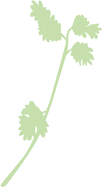 Cilantro-faded - Illustration (386x667), Png Download