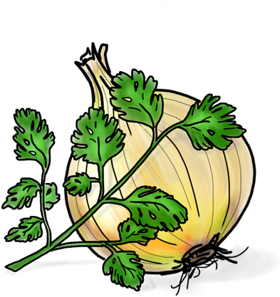 Cilantro & Roasted Onion - Cartoon Cilantro (452x452), Png Download