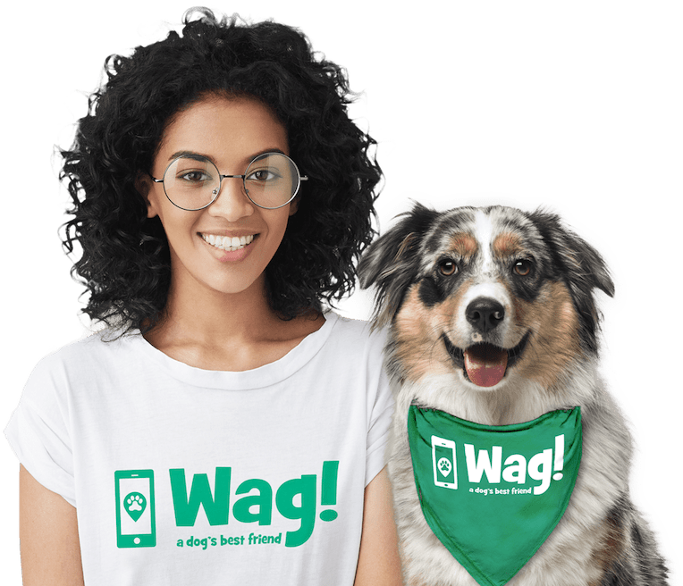 Dog (800x660), Png Download