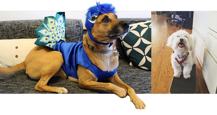 With Management - Companion Dog (700x373), Png Download