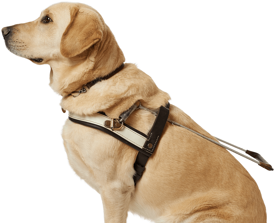 Guide Dog Png (1151x937), Png Download