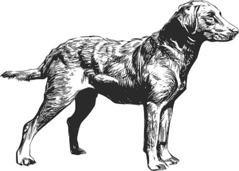 Dog Pet Animal Retriever Chesapeake Breed - Chesapeake Bay Retriever Silhouette (473x340), Png Download
