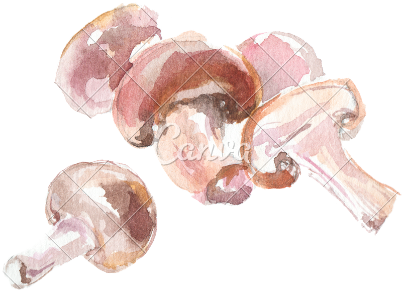 Watercolor Drawing Of Button Mushrooms - Watercolor Painting (800x585), Png Download