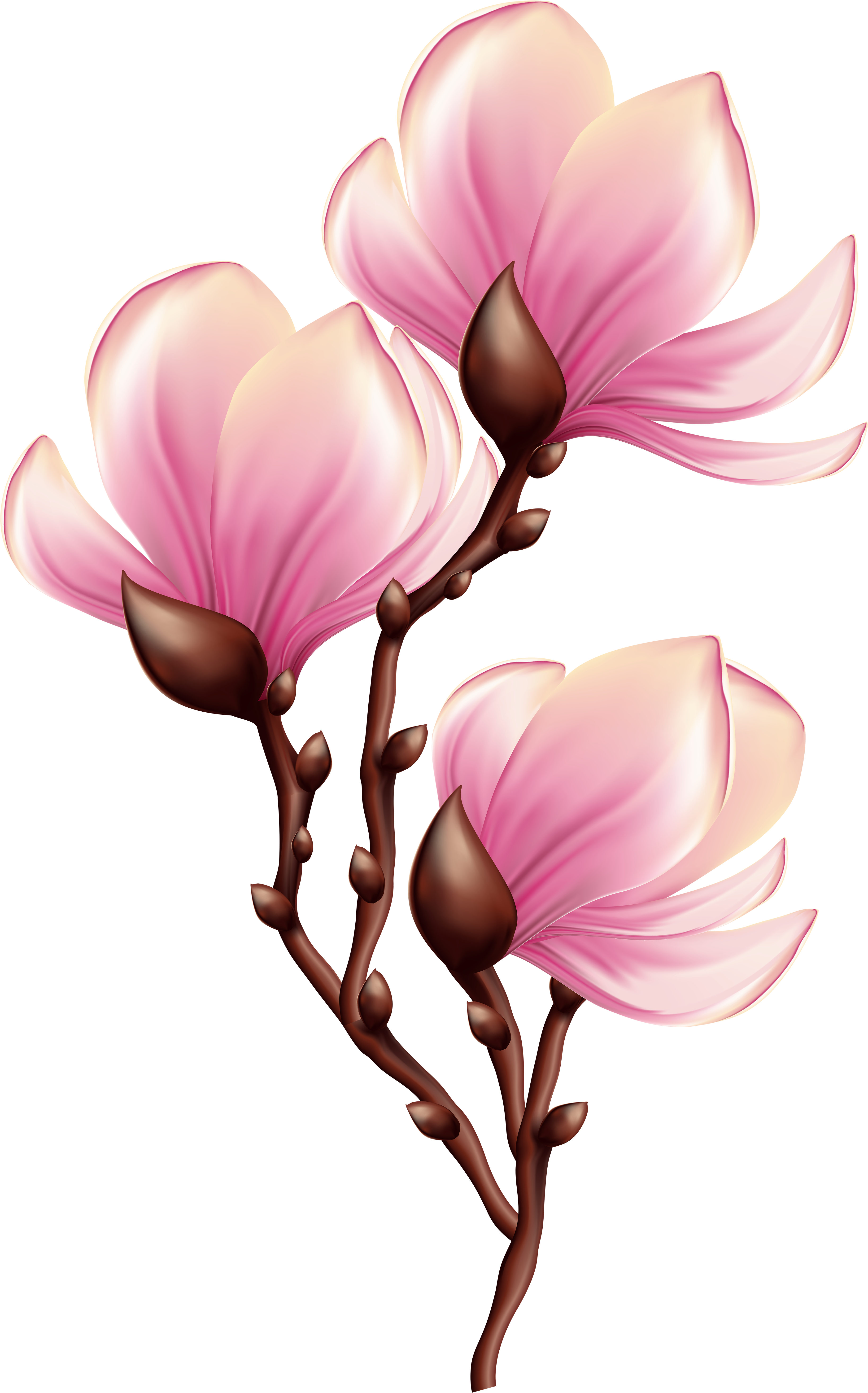 Beautiful Blooming Branch Transparent Png Clip Art - Magnolia Clipart (3796x6000), Png Download