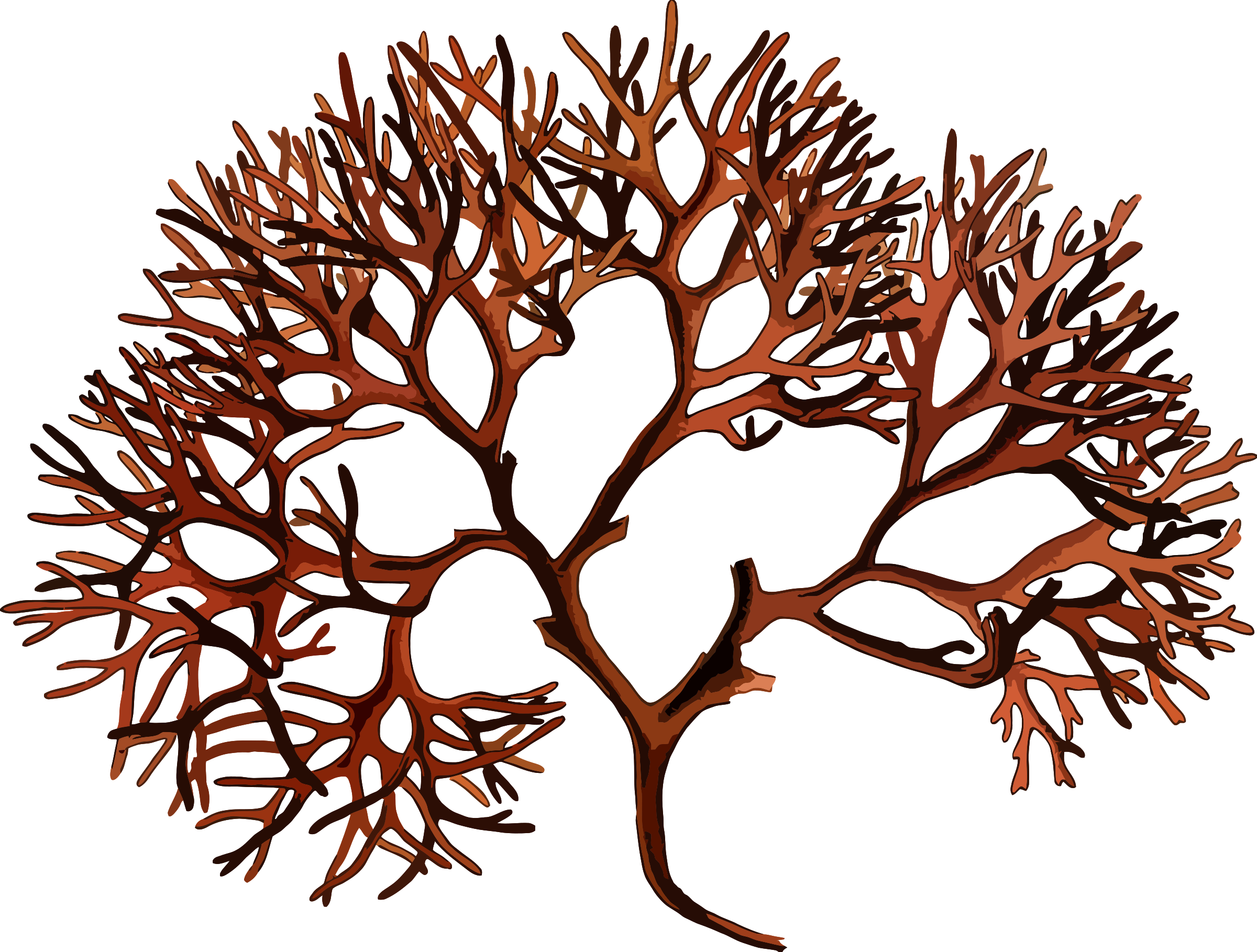 This Free Icons Png Design Of Irish Moss (2400x1818), Png Download