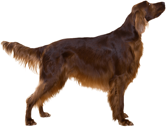 Appearance Of Irish Setter - Irish Setter (567x489), Png Download