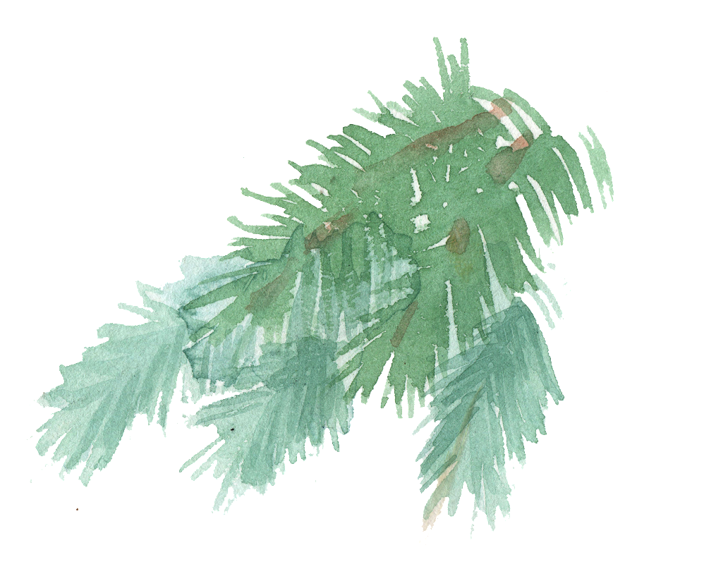 Hand Painted A Few Pine Tree Branches Watercolor Transparent - Pine (1024x820), Png Download