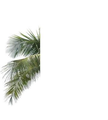 Palm Tree Leaf Branch Png - Palm Tree Leaves Psd (358x400), Png Download