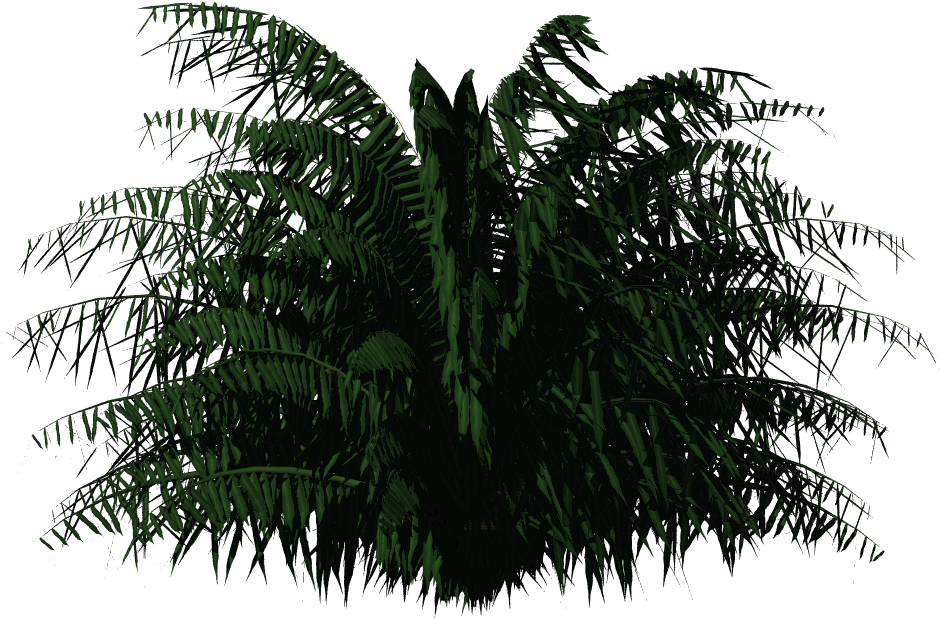 Cycas Palm - Greenhouse Plants Png (1024x1024), Png Download