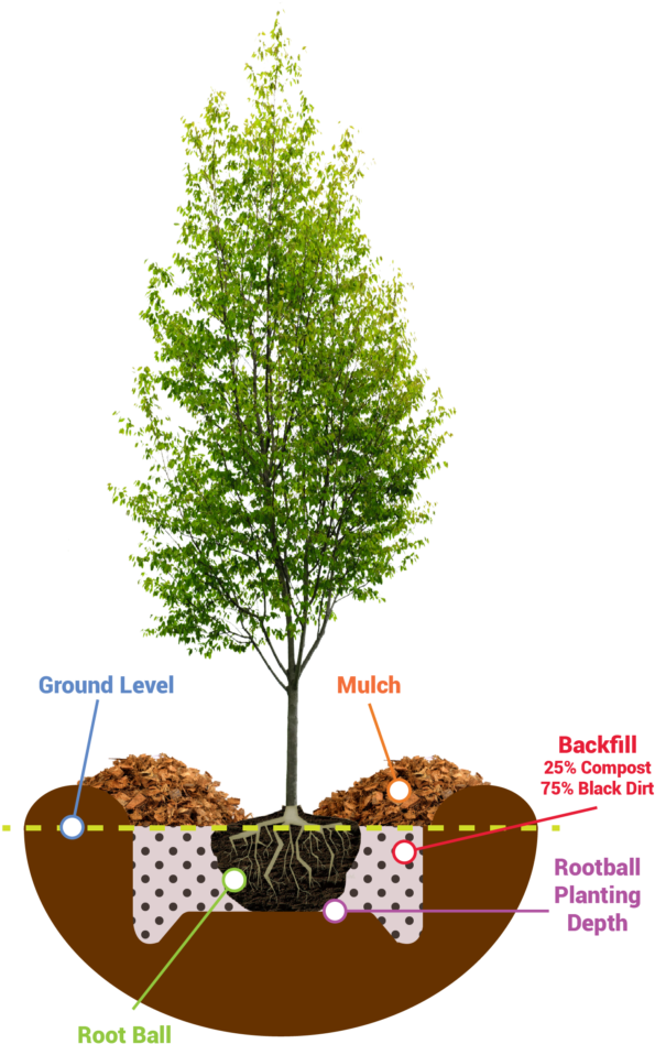 Planting Guide - Tree Young (635x1024), Png Download