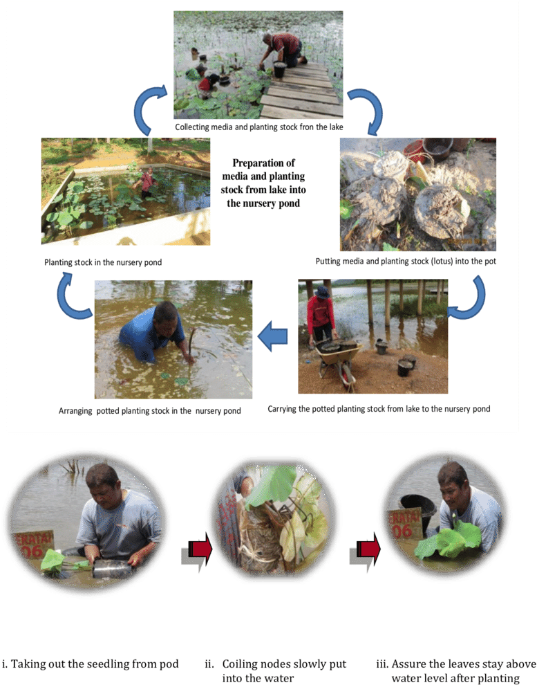Planting Procedure Of Nelumbo Nucifera - Tree (850x1039), Png Download