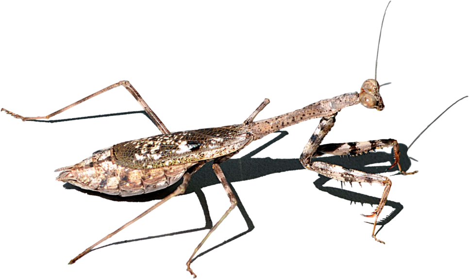 Mosquito (1069x748), Png Download