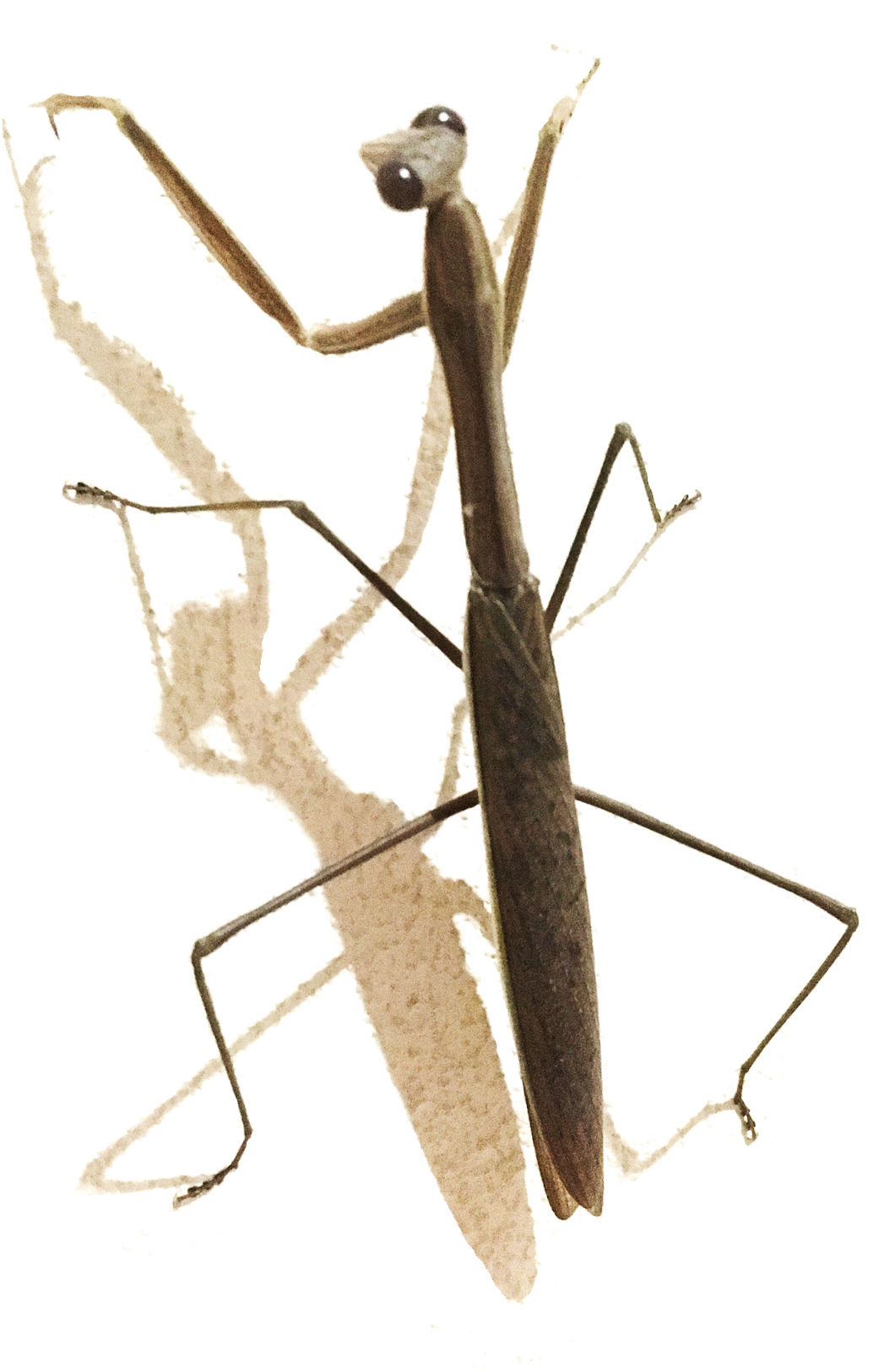 Next Up Very Long Legs - Mantidae (1600x1632), Png Download