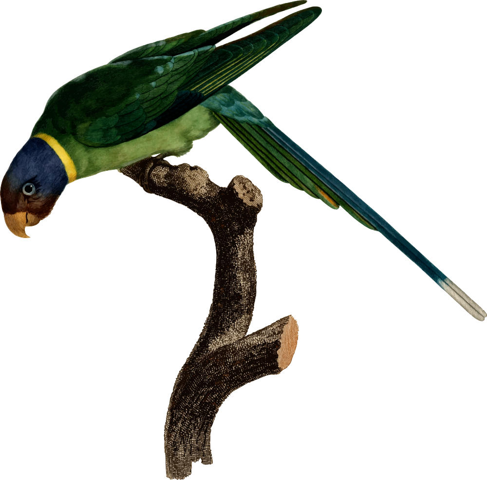 Parrot (1000x986), Png Download