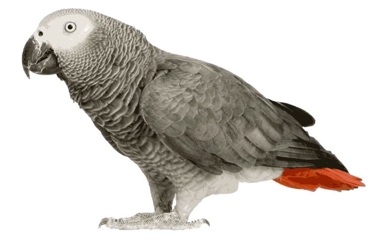 African Grey Parrot Clipart Transparent - Transparent African Grey Parrot (750x501), Png Download