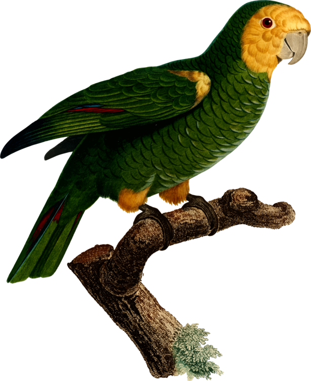 All Photo Png Clipart - Parrot (613x750), Png Download