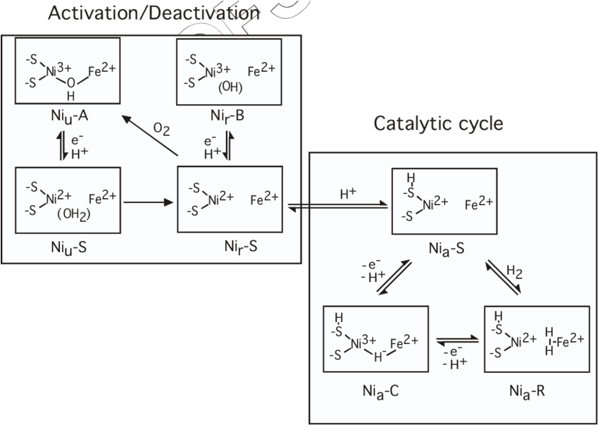 Proposed Enzymatic Mechanism Of [nife]-h 2 Ases - Diagram (850x612), Png Download