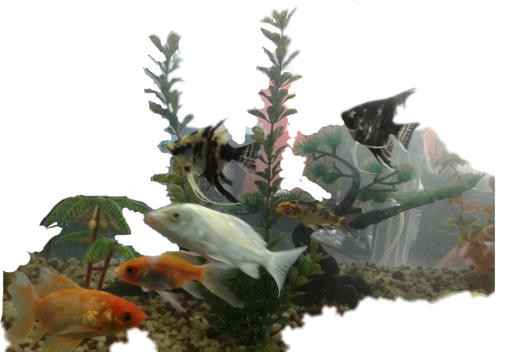 Golden Sticker - Bony-fish (1024x687), Png Download